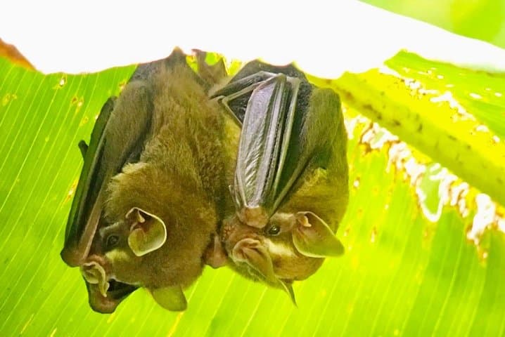 Manuel Antonio National Park Afternoon Wildlife Experience — Guided Walk & Beach Time photo 6