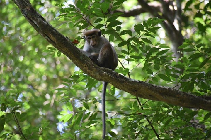 Sinharaja Rain Forest Full-Day Tour: Kakunalla & Pathanoya Falls Wildlife Walk photo 4