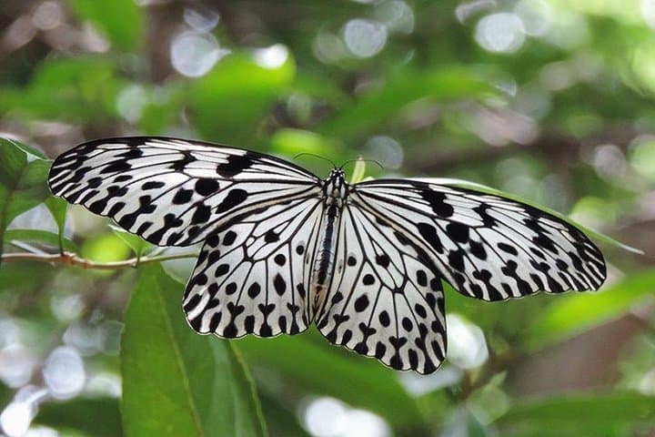 Sinharaja Rain Forest Full-Day Tour: Kakunalla & Pathanoya Falls Wildlife Walk photo 1