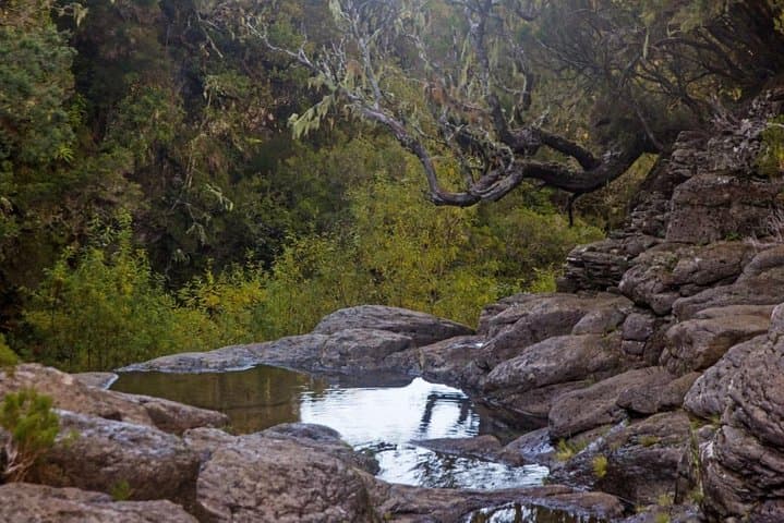 Full-Day Levada do Alecrim Hike to Lagoa da D. Beja — Madeira Plateau Walk photo 4
