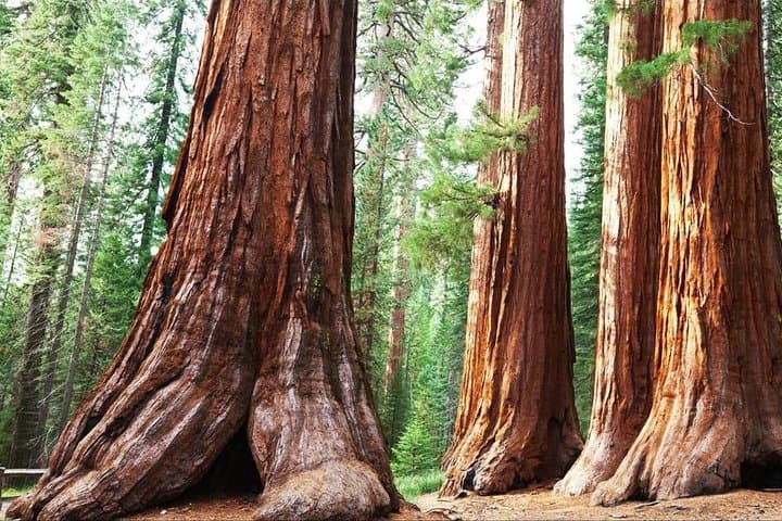 Sequoia Park Private Tour from Los Angeles — General Sherman, Kings Canyon & Tunnel Log photo 2