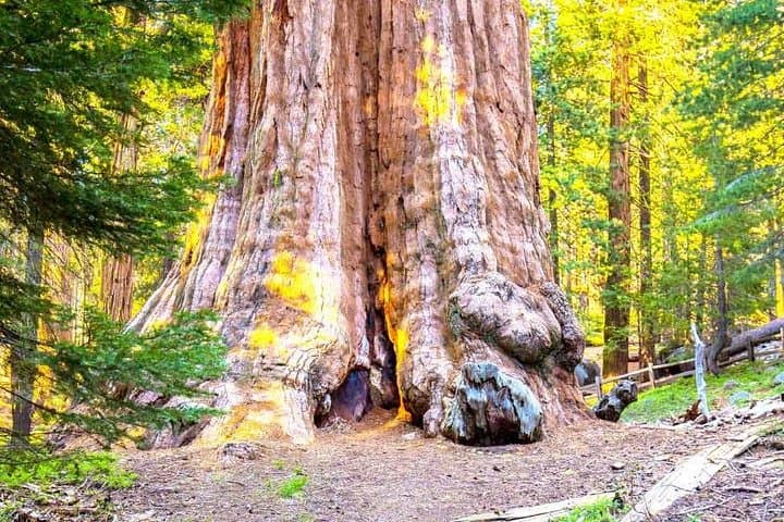Sequoia Park Private Tour from Los Angeles — General Sherman, Kings Canyon & Tunnel Log photo 3