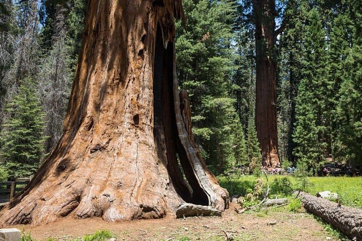 Sequoia Park Private Tour from Los Angeles — General Sherman, Kings Canyon & Tunnel Log photo 4