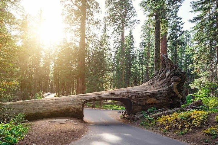 Sequoia Park Private Tour from Los Angeles — General Sherman, Kings Canyon & Tunnel Log photo 5