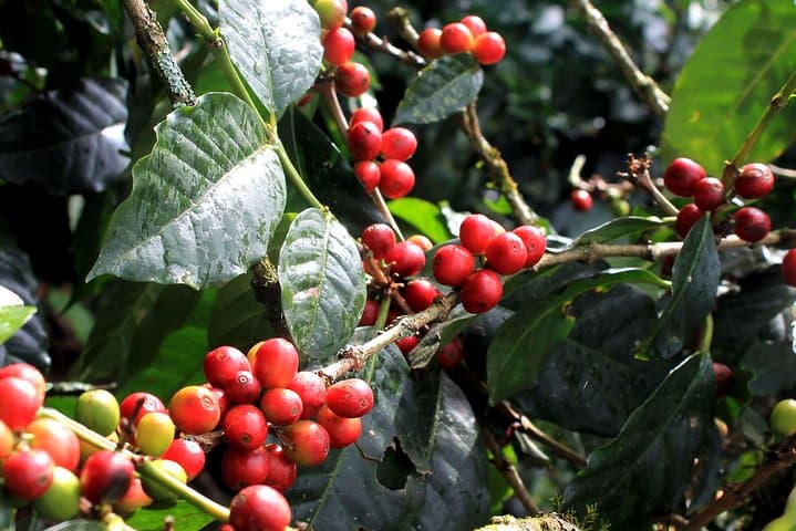 Authentic Coffee Farm Experience from Bogota — Private 7‑Hour Farm Tour photo 2