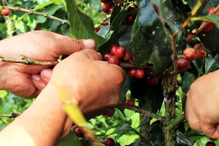 Authentic Coffee Farm Experience from Bogota — Private 7‑Hour Farm Tour photo 5
