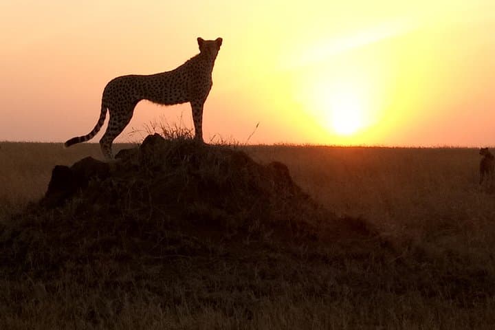 Tarangire & Ngorongoro 2-Day Private Safari from Arusha — Elephants, Baobabs & a Living Crater photo 3