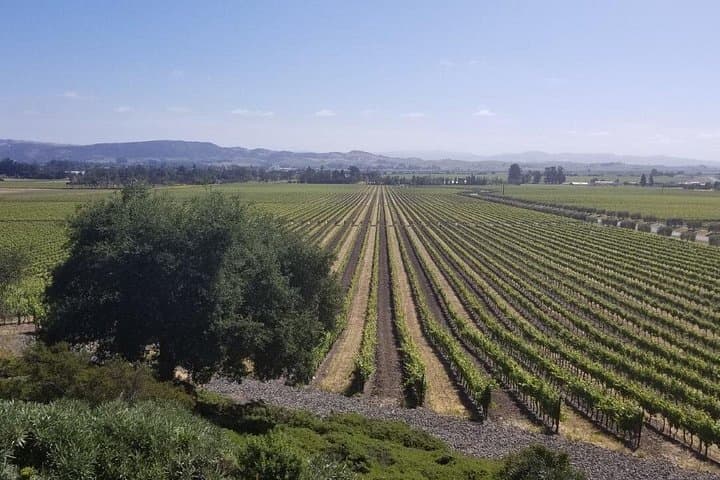 Private Napa and Sonoma Wine Tour from San Francisco — Full-Day Luxury Group Experience photo 2