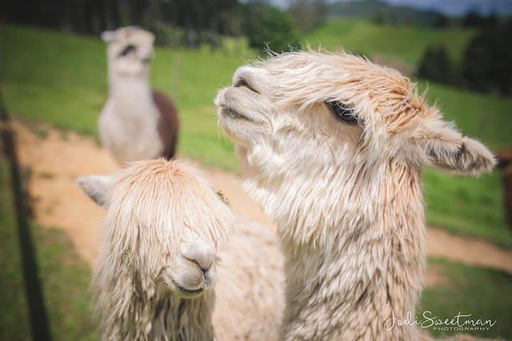 Hands-On Kiwi Farm Experience at Bullswool Heritage Farm — Coromandel Family Pass