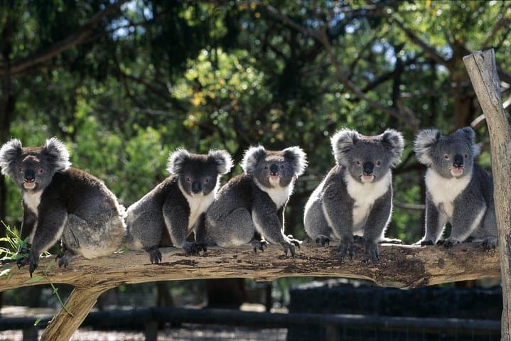 Healesville Sanctuary & Puffing Billy: Private Steam Train and Wildlife Day Tour from Melbourne