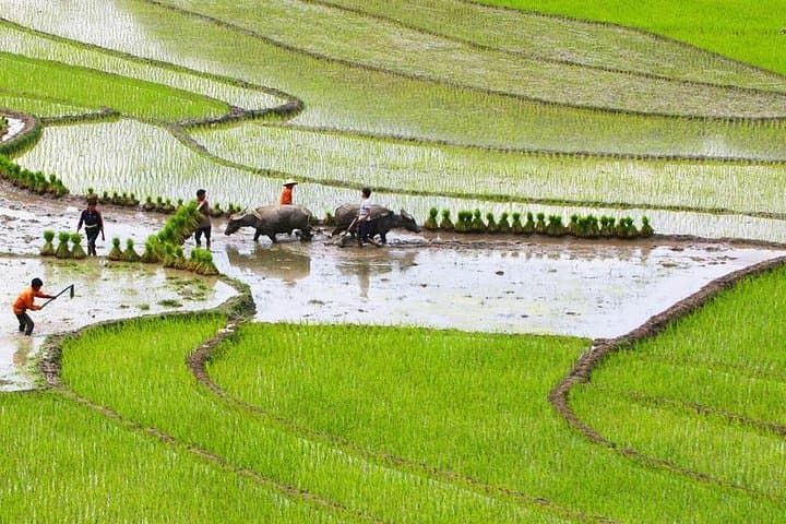 Ta Phin Red Dao Village Trek & Traditional Herbal Bath in Sapa photo 5