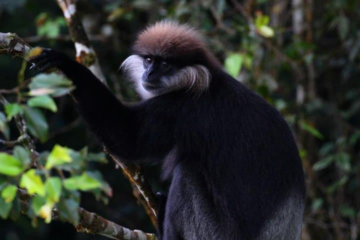 Sinharaja Rain Forest Guided Day Tour — Endemic Birds, Waterfalls & Wild Canopy photo 4