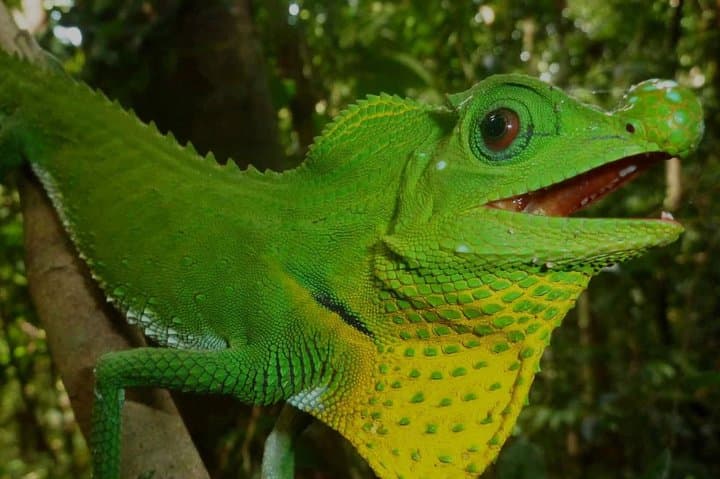 Sinharaja Rain Forest Guided Day Tour — Endemic Birds, Waterfalls & Wild Canopy photo 5