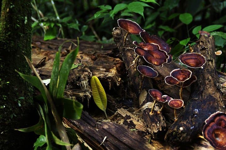 Sinharaja Rain Forest Guided Day Tour — Endemic Birds, Waterfalls & Wild Canopy photo 6