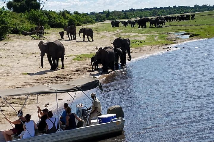 Chobe River Game Cruise: 3-Hour Wildlife Boat Safari from Kasane photo 4