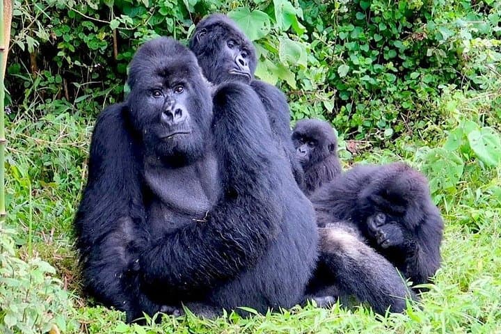 1-Day Gorilla Trek in Volcanoes National Park — Rwanda Mountain Gorilla Experience photo 1