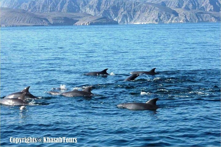 Musandam Khasab Dhow Cruise & Telegraph Island Day Trip from Ras al Khaimah photo 4