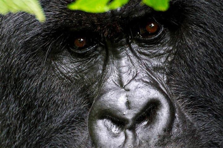 1-Day Gorilla Trek in Volcanoes National Park — Rwanda Mountain Gorilla Experience photo 2