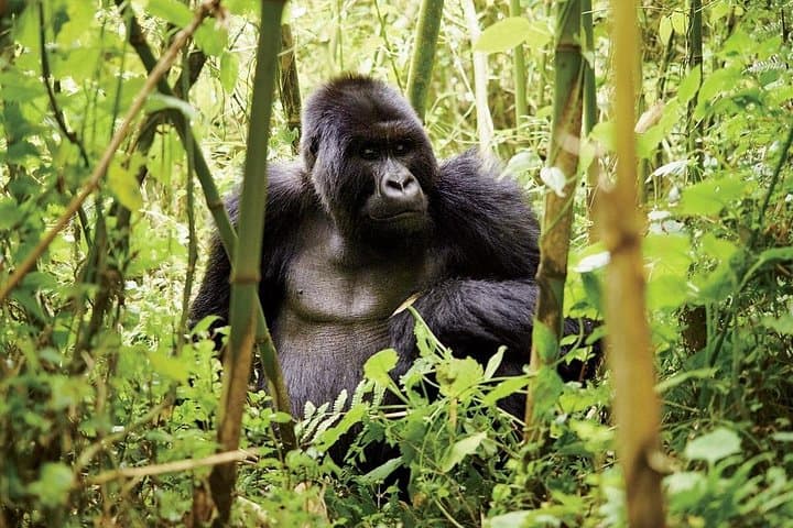 1-Day Gorilla Trek in Volcanoes National Park — Rwanda Mountain Gorilla Experience photo 4
