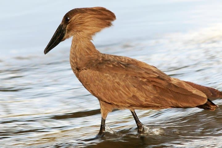 Dawn Birdwatching on Lake Kivu — Morning Birds, Hills & Lakeshore Trails photo 2