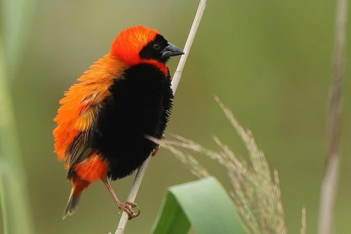 Dawn Birdwatching on Lake Kivu — Morning Birds, Hills & Lakeshore Trails photo 3
