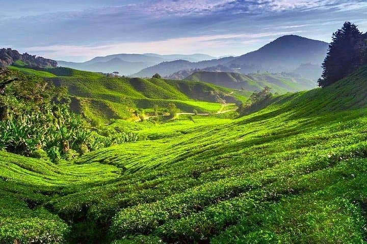 Kerala Honeymoon Special: Private Houseboat, Munnar, Thekkady & Alleppey photo 3
