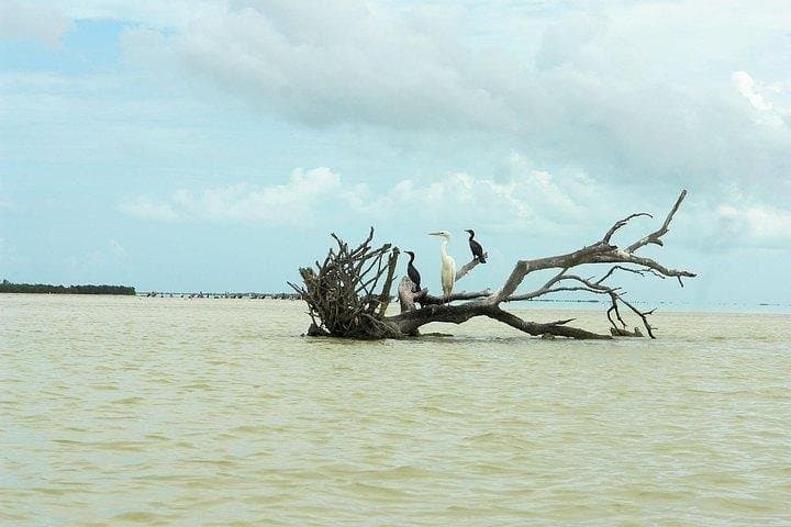 Holbox Day Trip: Isla de la Pasión & Cenote Yalahau from Cancún photo 3