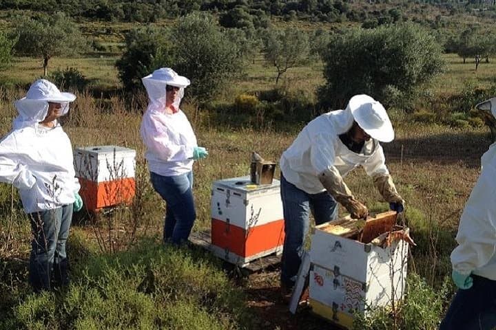 Become a Beekeeper for a Day near Nafplio: Hands-On Hive Experience & Honey Tasting photo 3