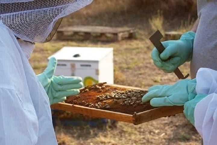 Become a Beekeeper for a Day near Nafplio: Hands-On Hive Experience & Honey Tasting photo 4