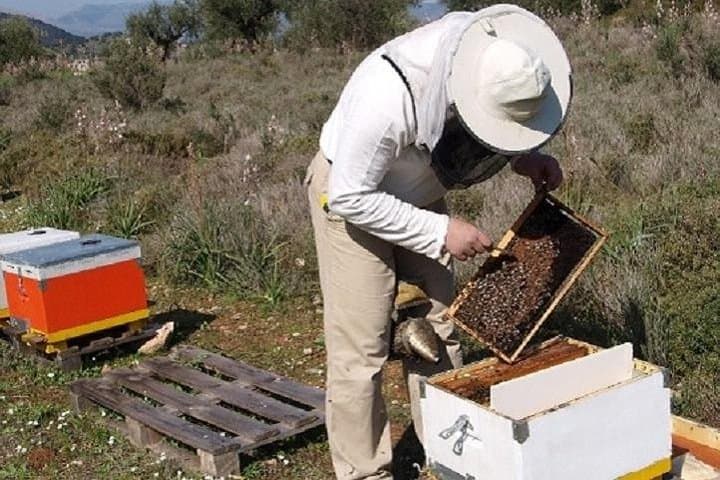 Become a Beekeeper for a Day near Nafplio: Hands-On Hive Experience & Honey Tasting photo 5