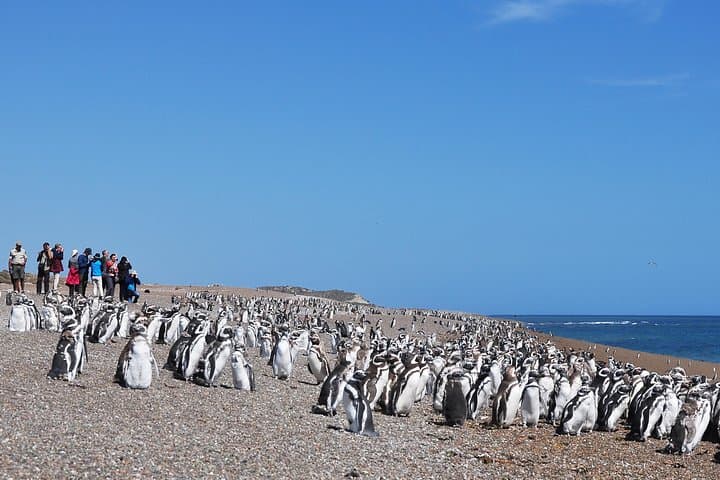 Peninsula Valdés Penguin Exploration & Punta Norte Wildlife Day Trip