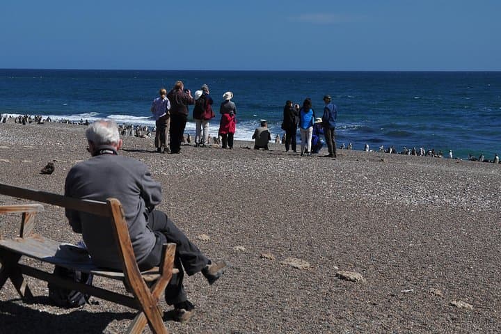 Peninsula Valdés Penguin Exploration & Punta Norte Wildlife Day Trip photo 2