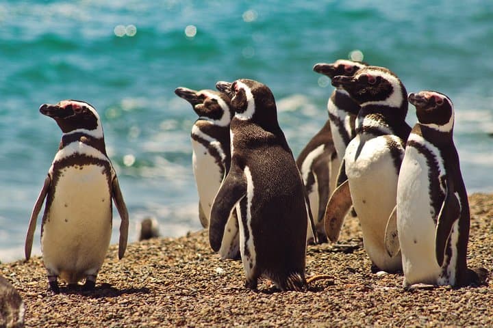 Peninsula Valdés Penguin Exploration & Punta Norte Wildlife Day Trip photo 3