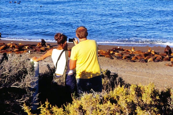 Peninsula Valdés Penguin Exploration & Punta Norte Wildlife Day Trip photo 4