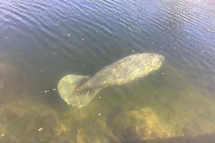 Majestic Nature Cruise: Dolphin & Manatee Tours on the Indian River Lagoon photo 4