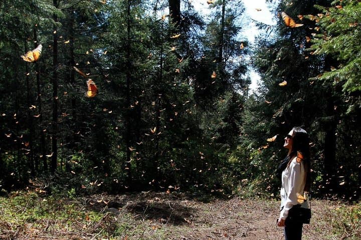 Monarch Butterfly Sanctuary Day Trip from Mexico City — Piedra Herrada & Valle de Bravo