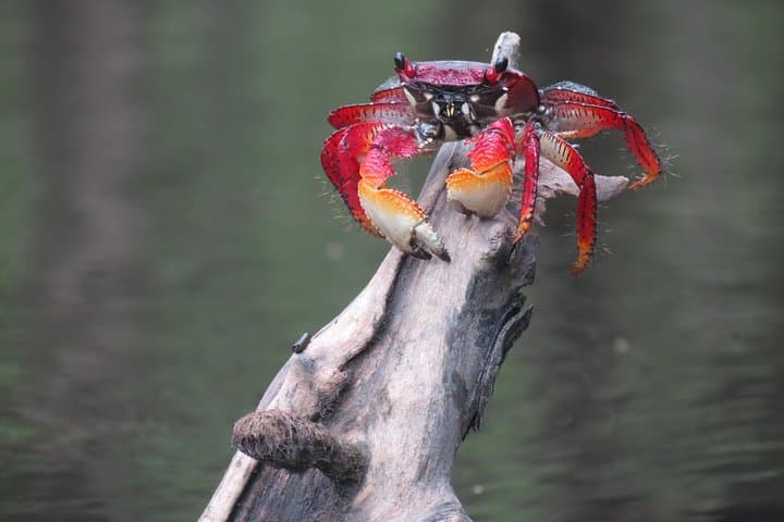 Kayak Paraty: Mangroves, Islands & Hidden Beaches of Paraty Bay photo 4