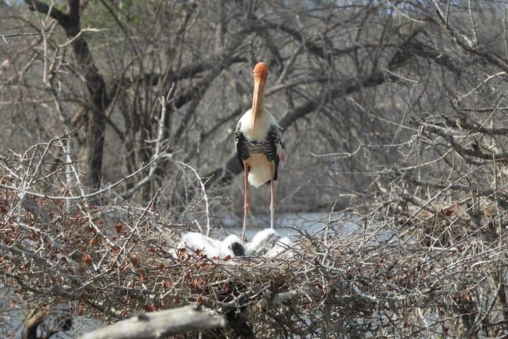 Yala National Park Safari from Ella: Leopard-Focused Jeep Safari and Wildlife Highlights photo 5