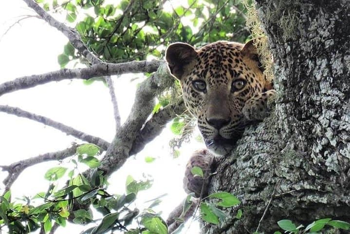 Yala National Park Safari from Ella: Leopard-Focused Jeep Safari and Wildlife Highlights