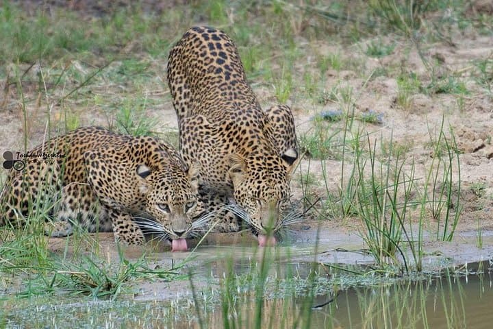 Yala National Park Safari from Ella: Leopard-Focused Jeep Safari and Wildlife Highlights photo 3