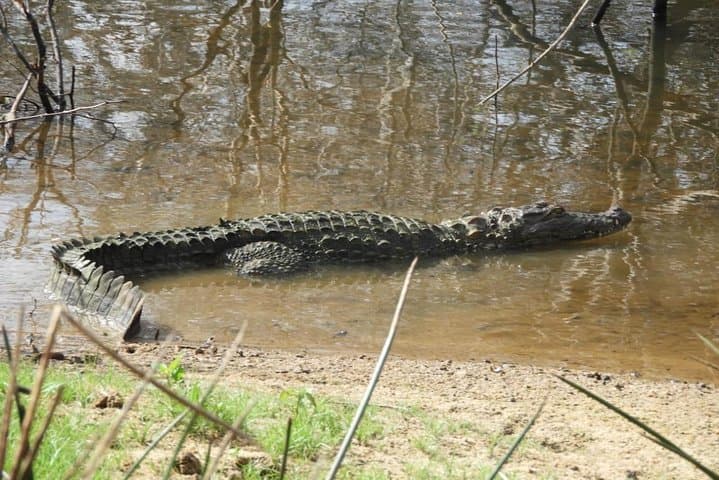 Yala National Park Safari from Ella: Leopard-Focused Jeep Safari and Wildlife Highlights photo 6