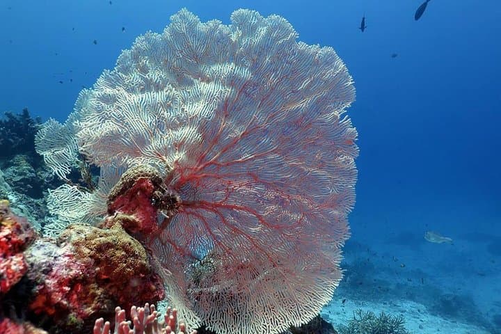 Bunaken Island Three-Point Snorkel: Marine Park Day Trip from Manado photo 3