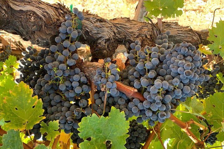 Private Napa and Sonoma Wine Tour — 6-Hour Chauffeured Tasting Experience photo 6