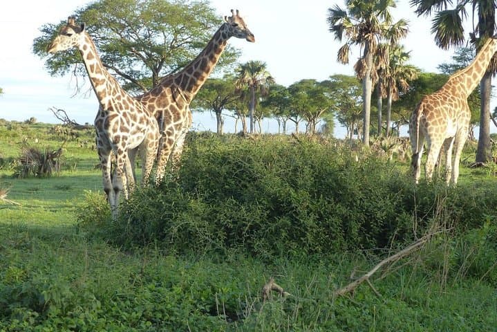 Bwindi Gorilla Trekking: 3-Day Mountain Gorilla Safari from Kampala photo 4