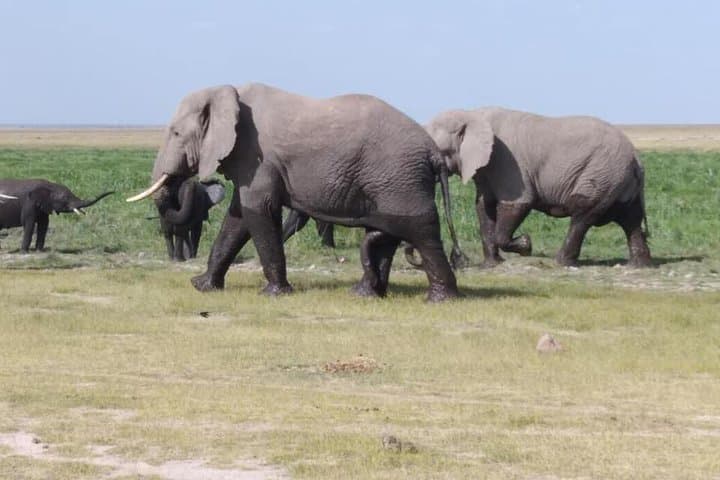 Exploring Nairobi National Park: A Private Safari Experience Just Outside the City