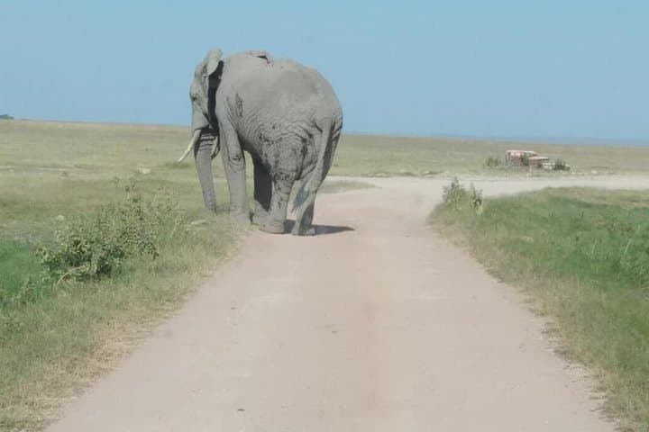 Exploring Nairobi National Park: A Private Safari Experience Just Outside the City photo 2
