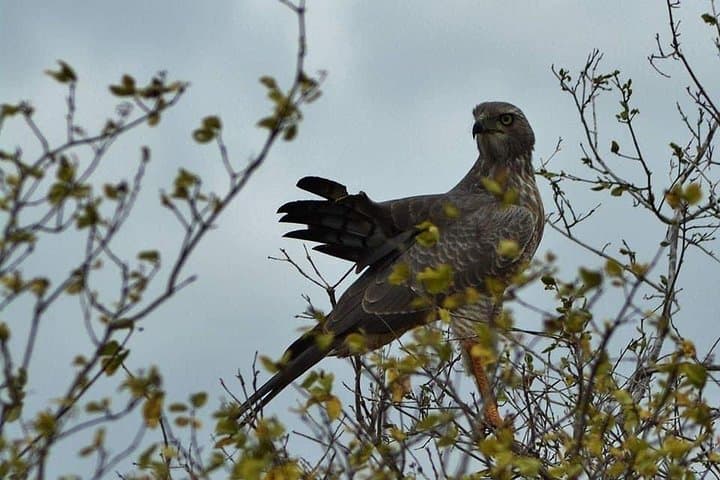 Exploring Nairobi National Park: A Private Safari Experience Just Outside the City photo 3