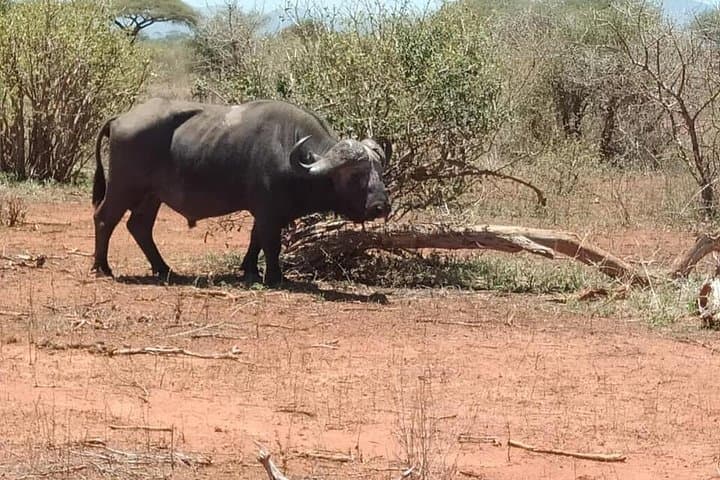 Exploring Nairobi National Park: A Private Safari Experience Just Outside the City photo 4