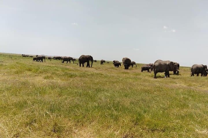 Exploring Nairobi National Park: A Private Safari Experience Just Outside the City photo 5