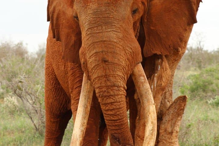 Exploring Nairobi National Park: A Private Safari Experience Just Outside the City photo 6